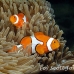 anemonefish_falseclown_nus_h_0705_png1880.jpg